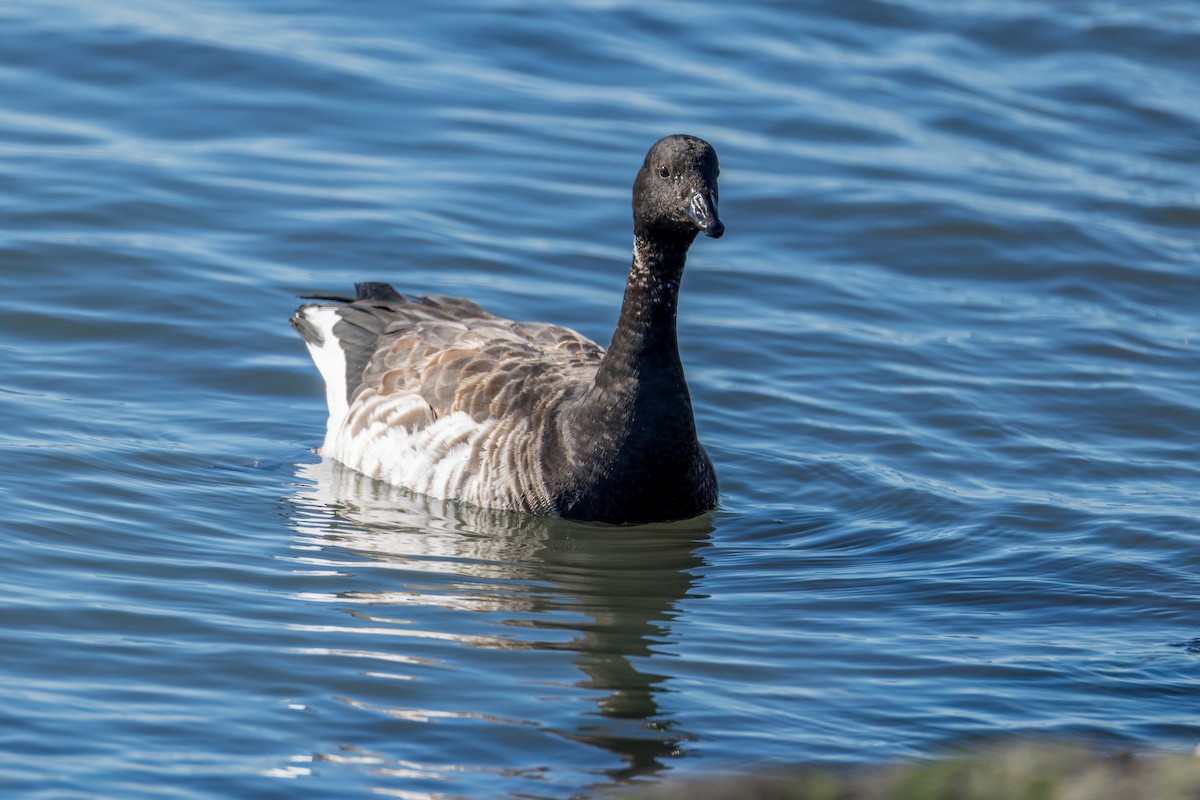 Brant - ML646315576