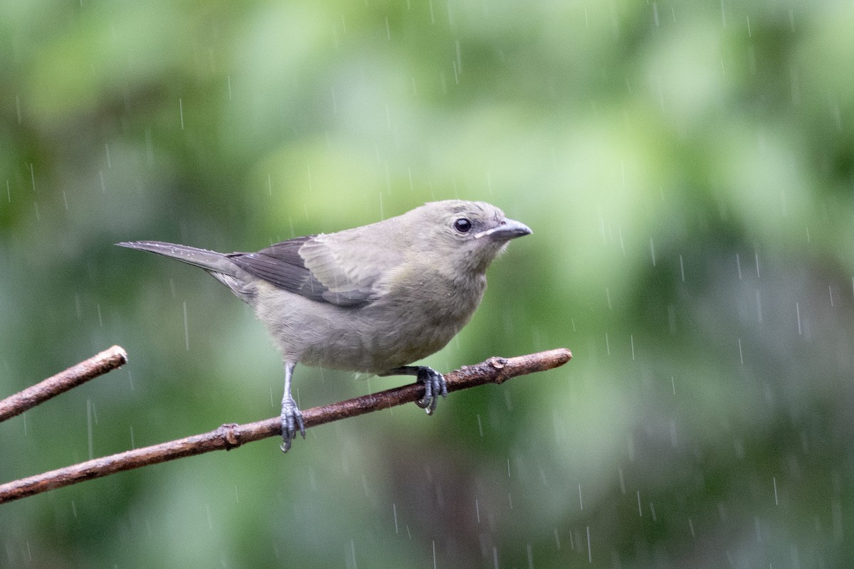 Palm Tanager - ML646315577