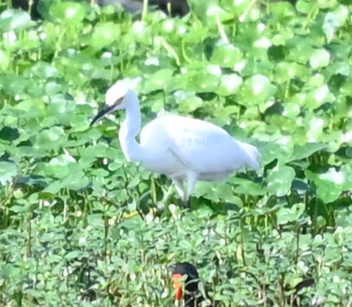 Snowy Egret - ML646315584