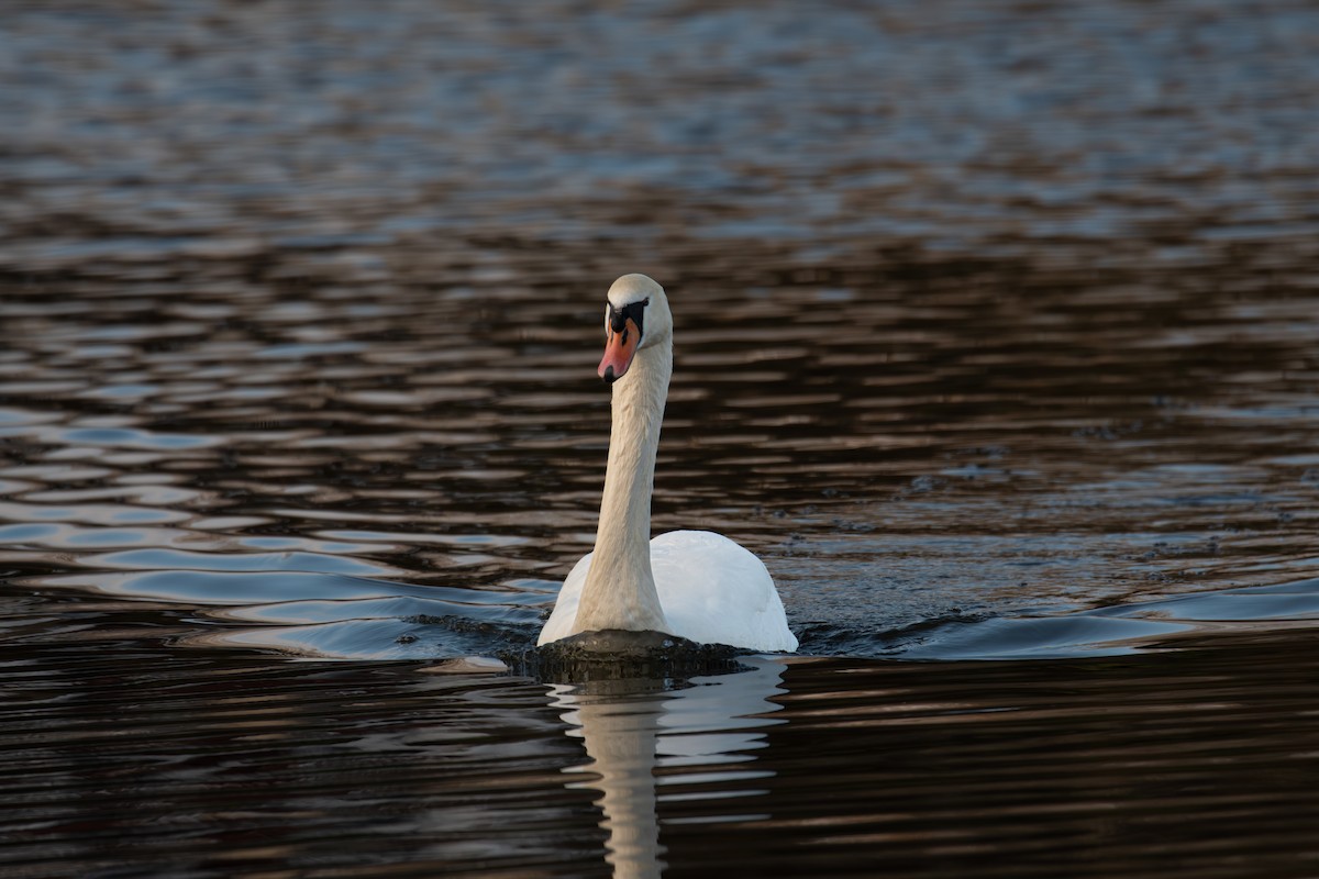 Лебідь-шипун - ML646315585