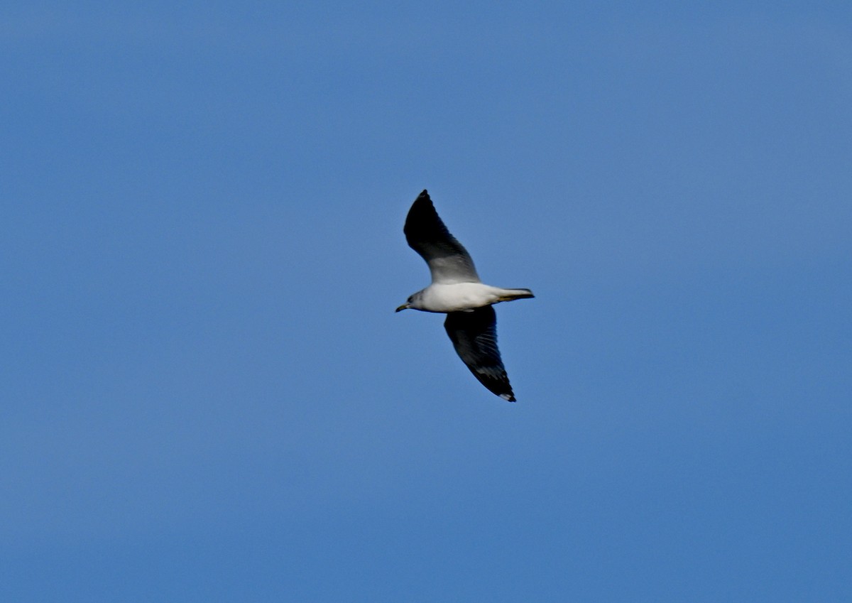 Ring-billed Gull - ML646315586