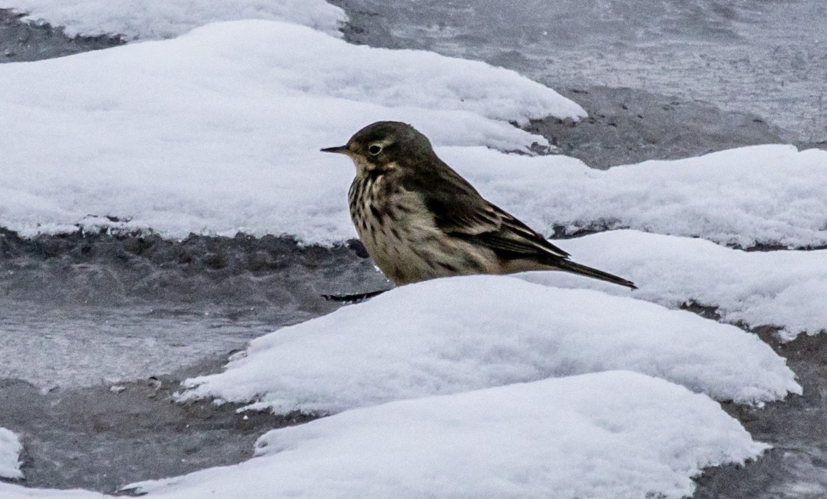 American Pipit - ML646315589
