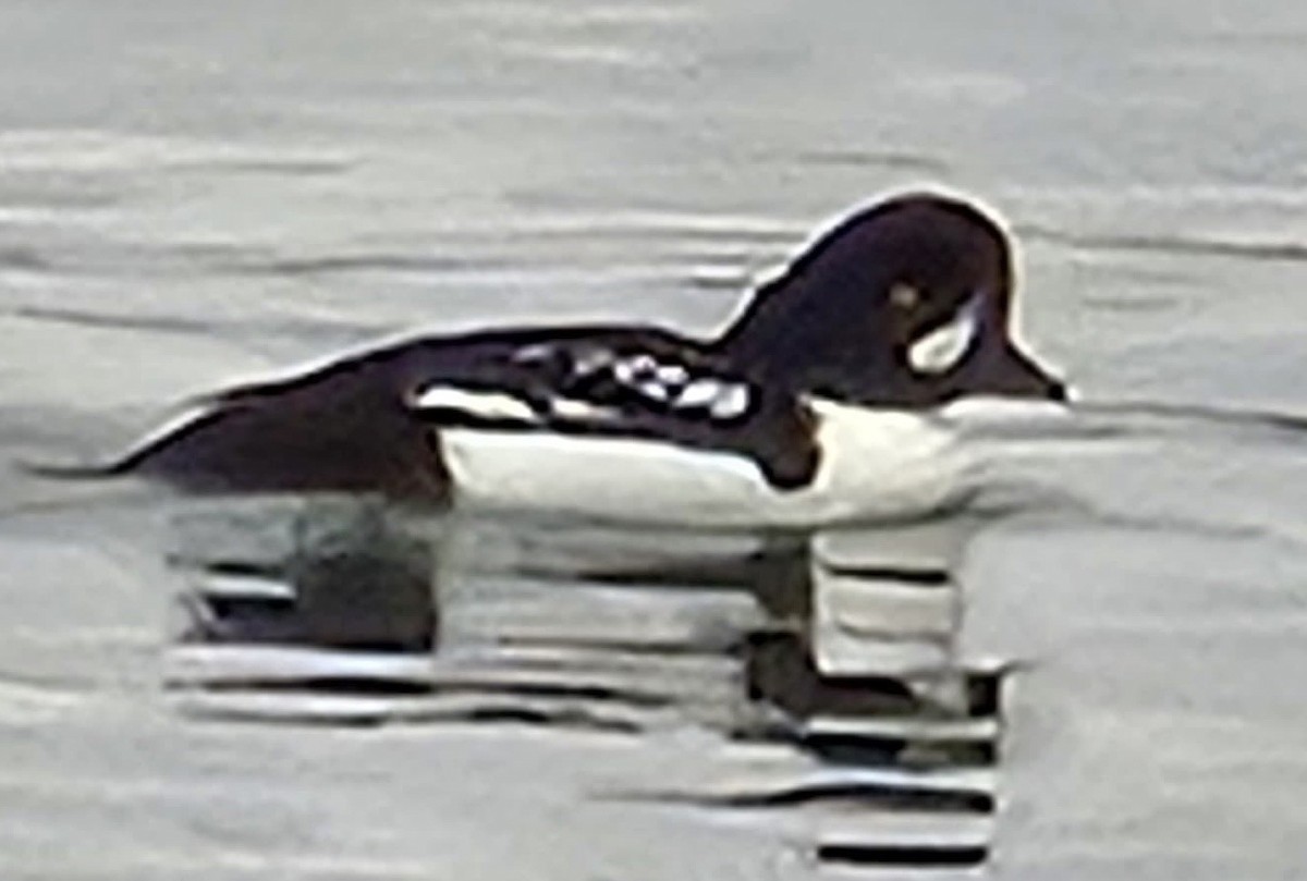 キタホオジロガモ - ML646315590