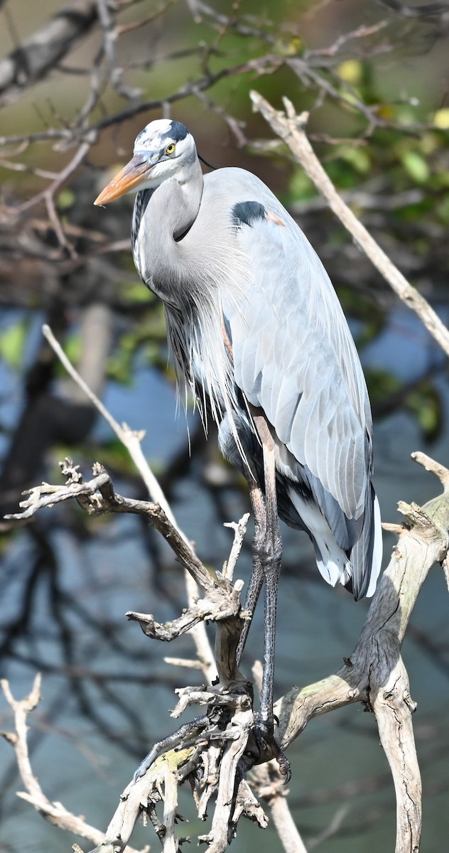 Great Blue Heron - ML646315591