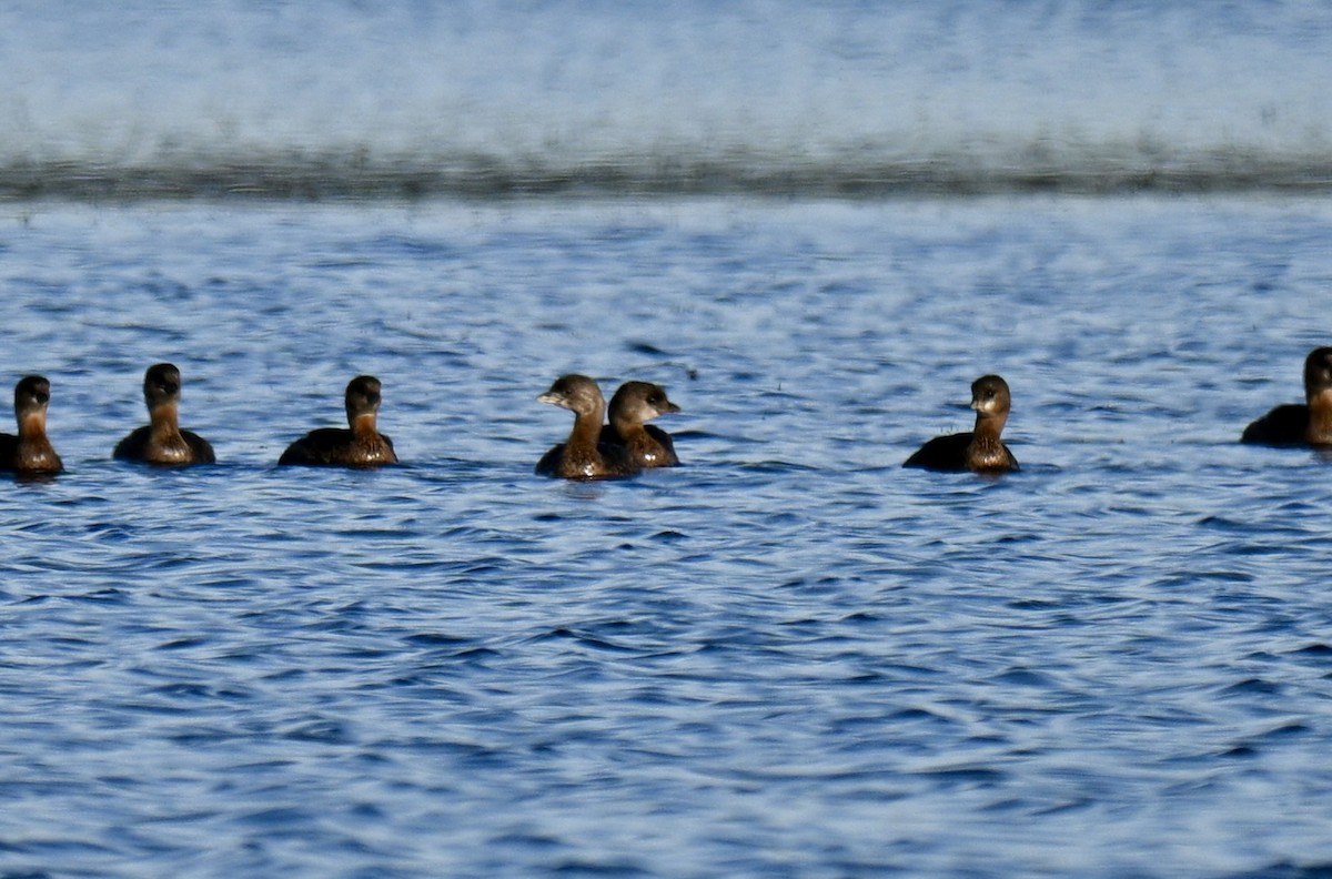 Pied-billed Grebe - ML646315593