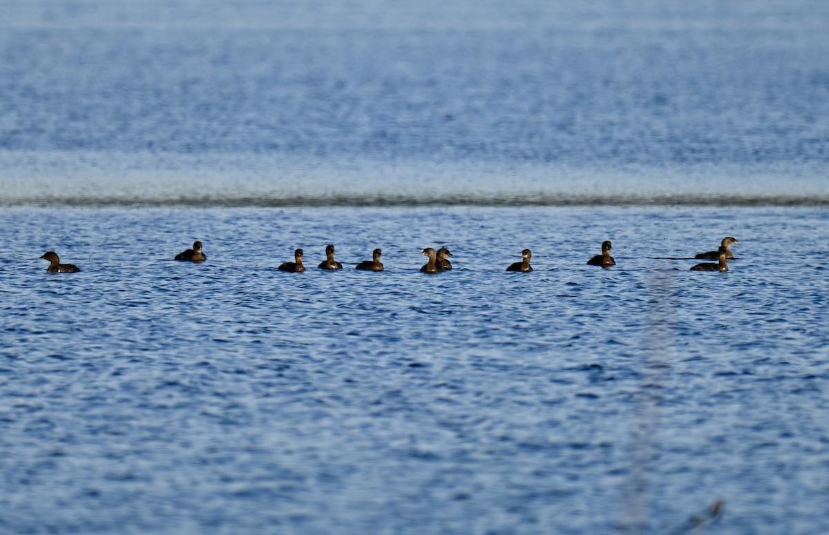 Pied-billed Grebe - ML646315594
