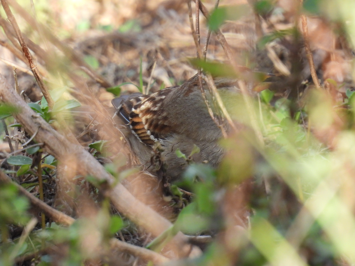 White-crowned Sparrow - ML646315595