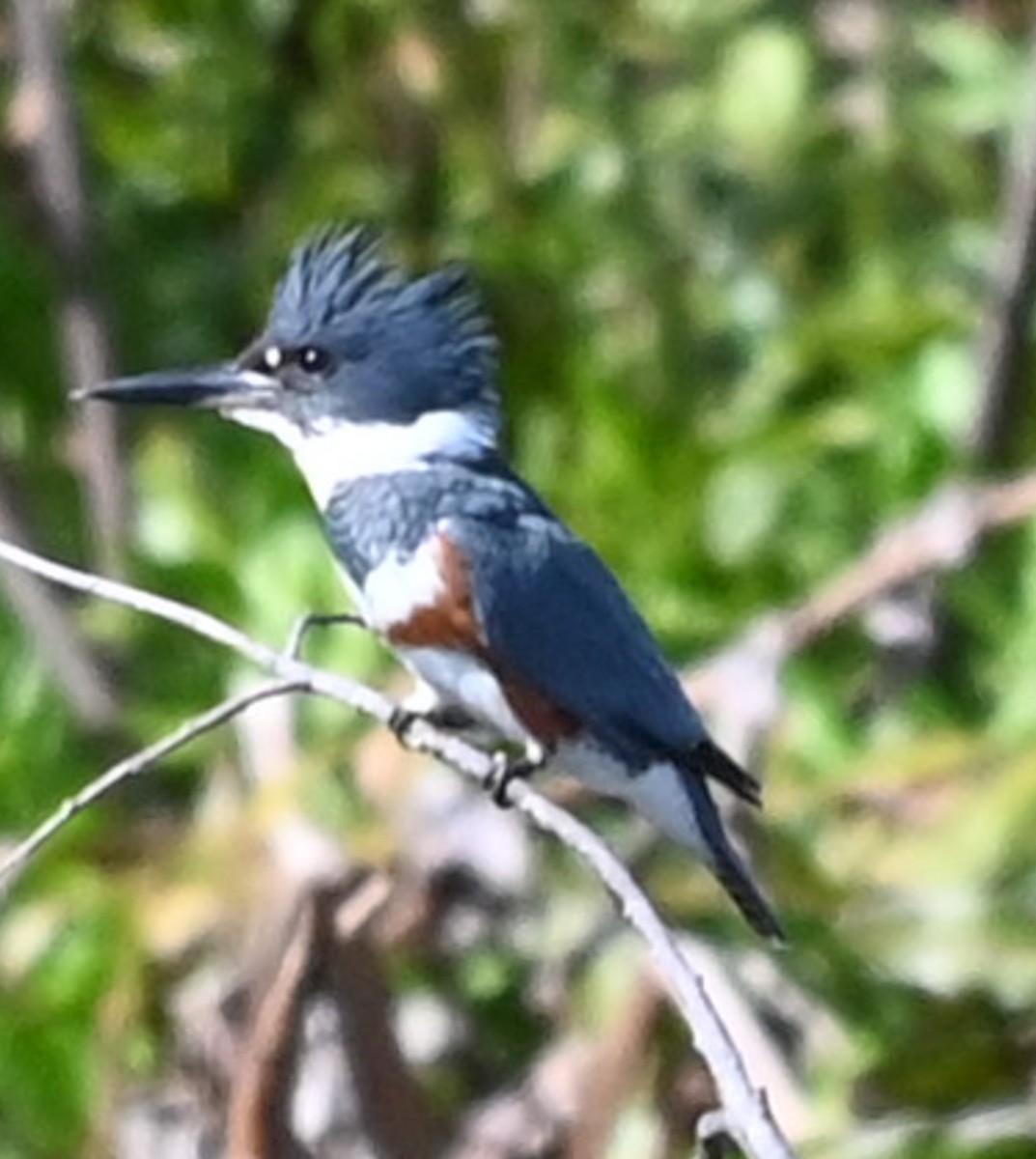 Belted Kingfisher - ML646315596