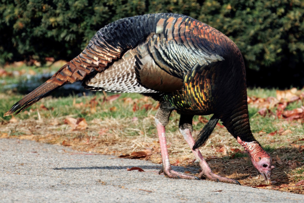 Wild Turkey - ML646315599