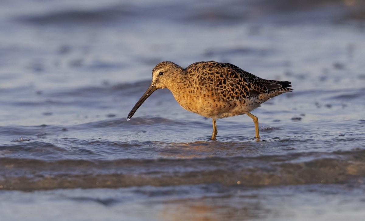 slukovec krátkozobý - ML646315600