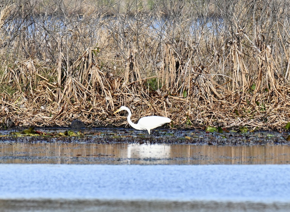 Great Egret - ML646315601