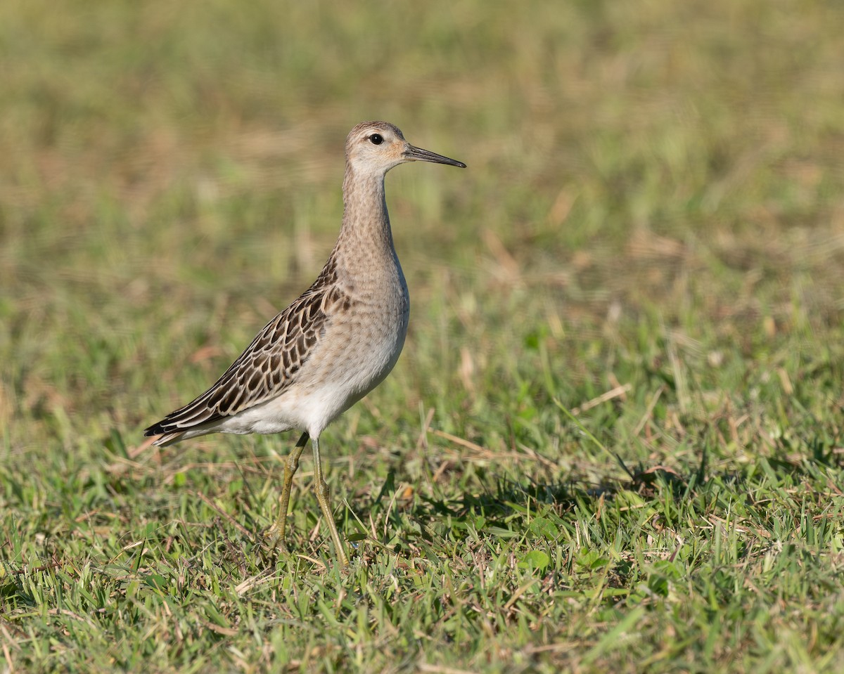 エリマキシギ - ML646315602