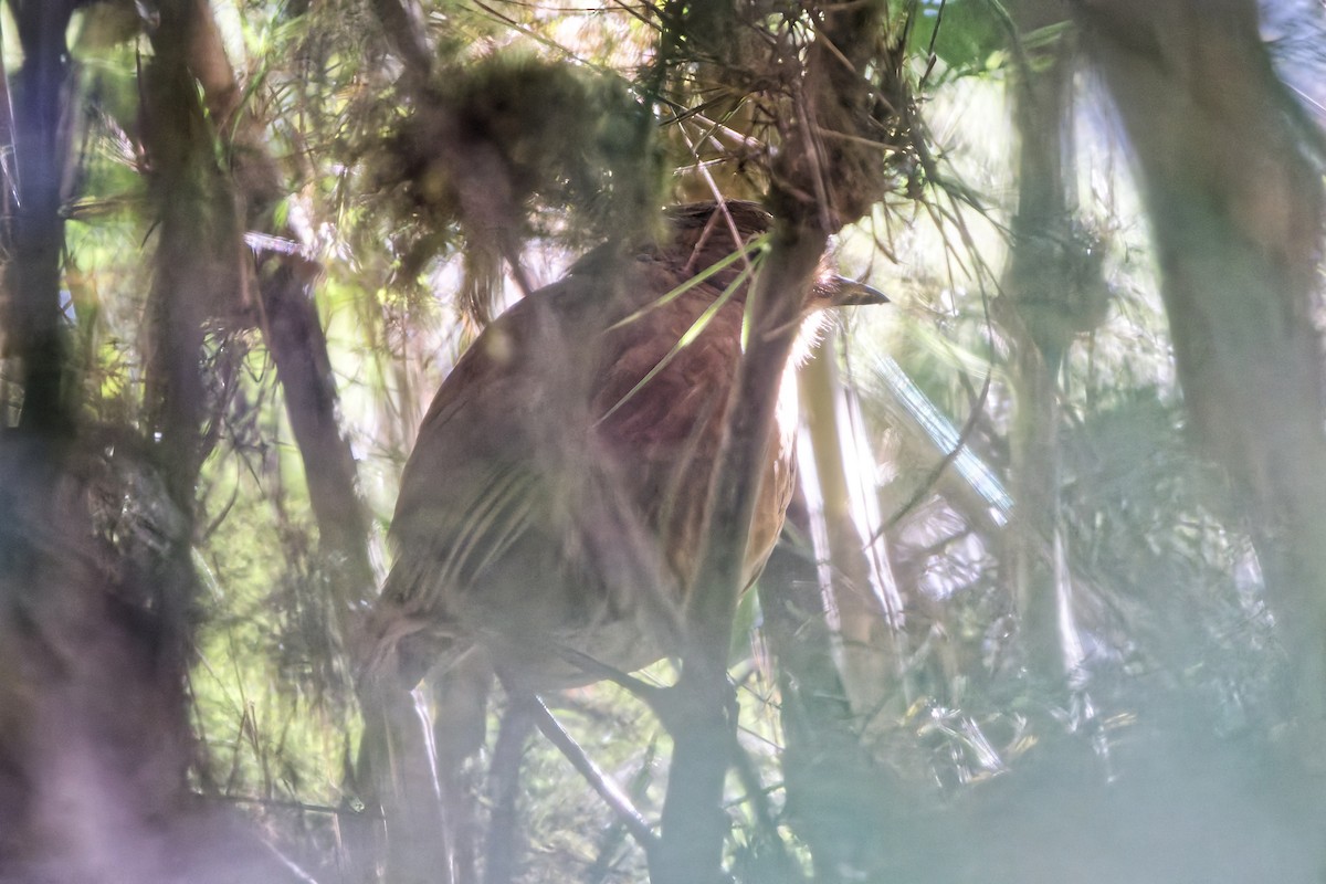 Junin Antpitta - ML646315604