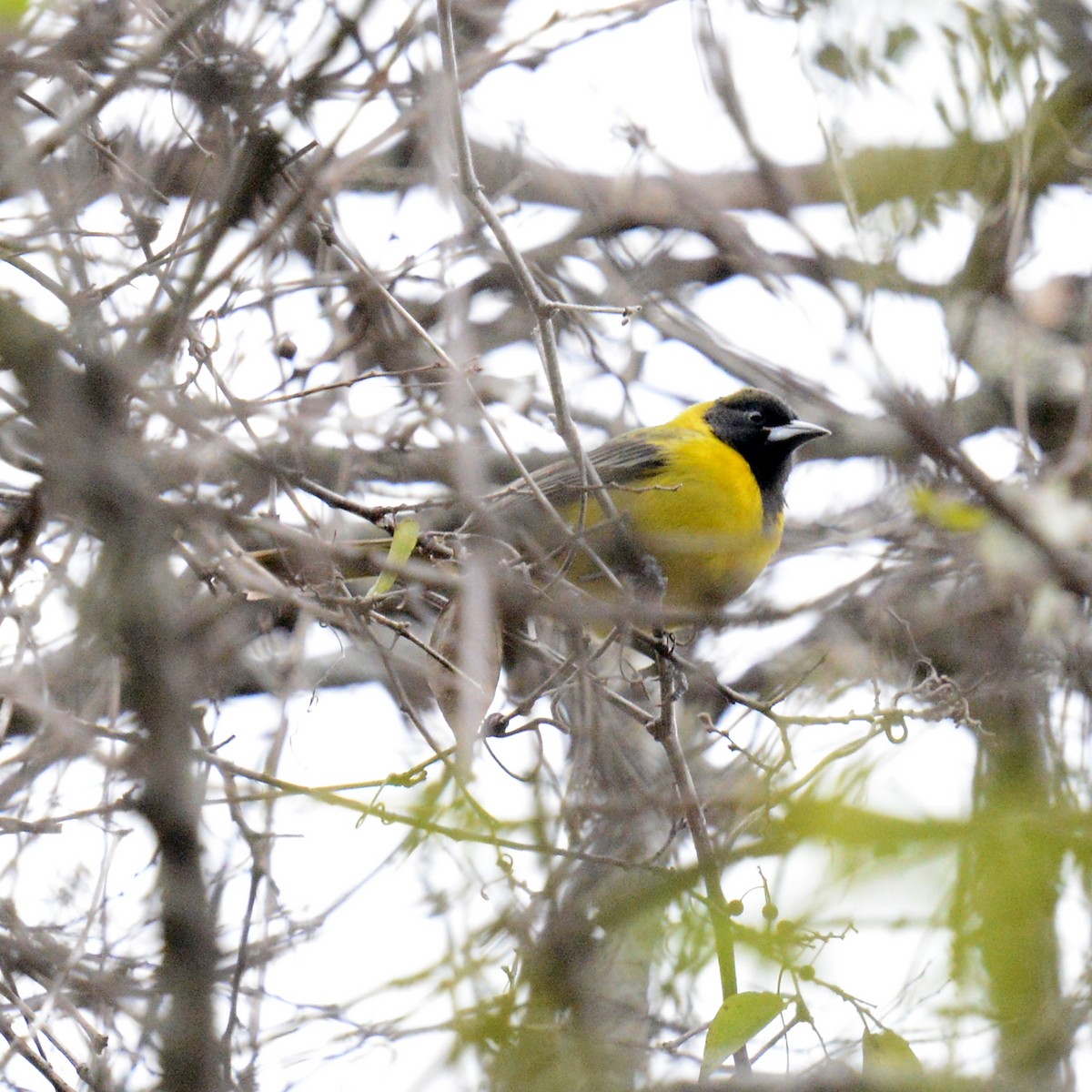 Audubon's Oriole - ML646315605