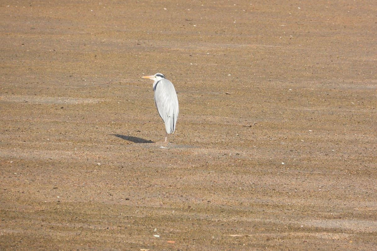 Чапля сіра - ML646315606