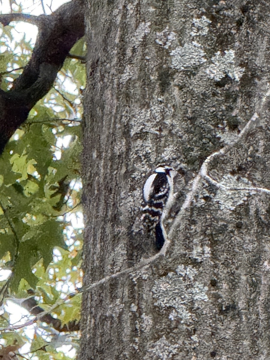 Downy Woodpecker (Eastern) - ML646315607