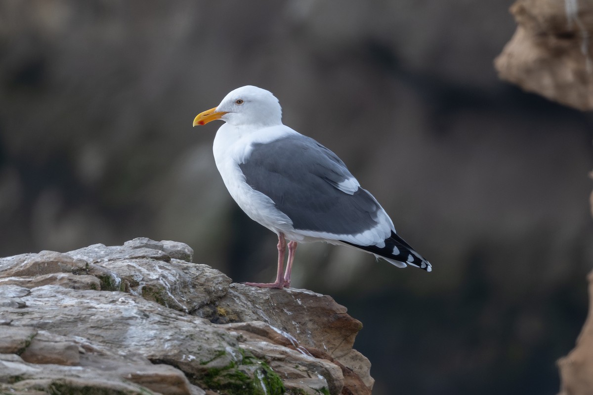 Western Gull - ML646315608