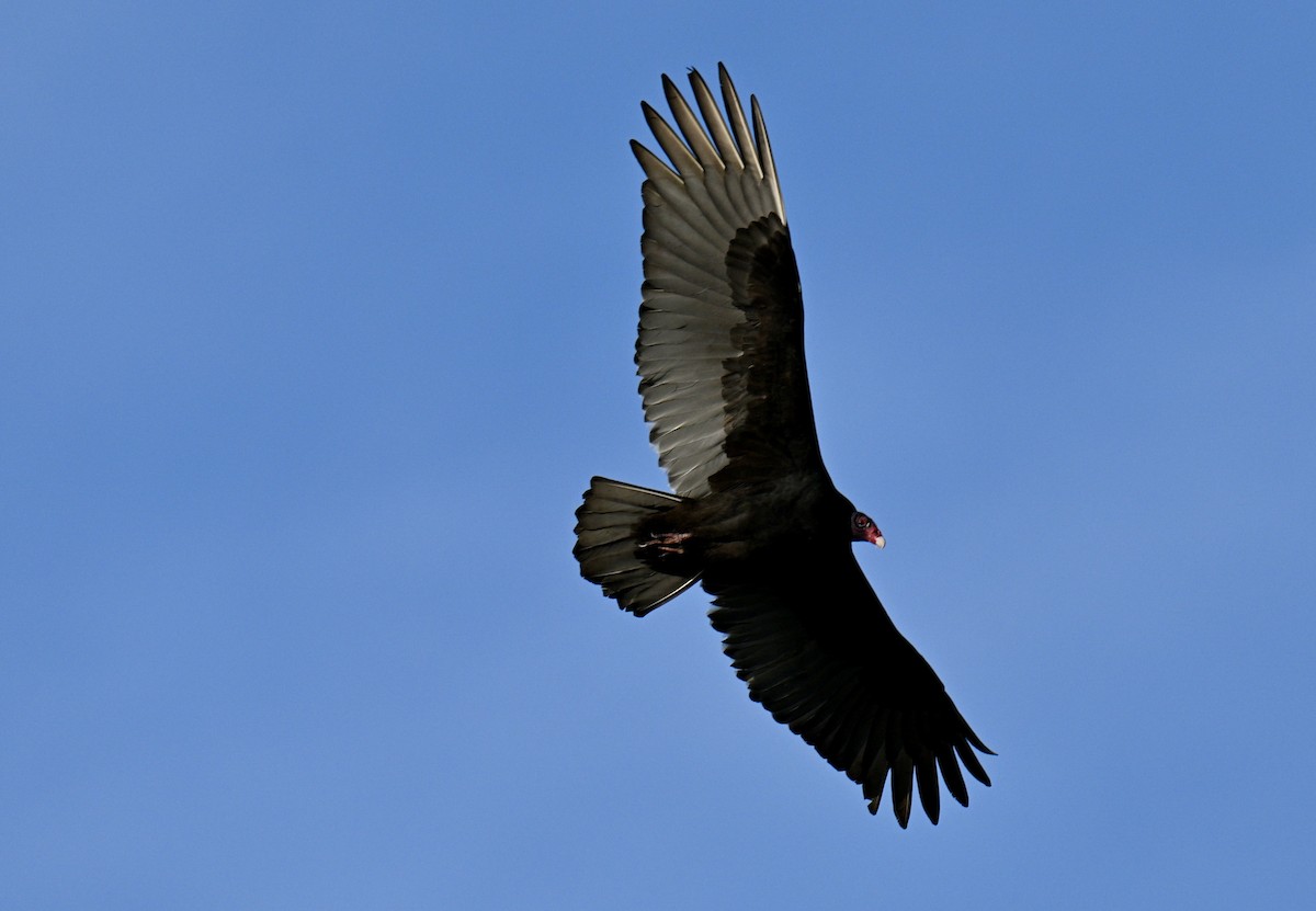Turkey Vulture - ML646315609