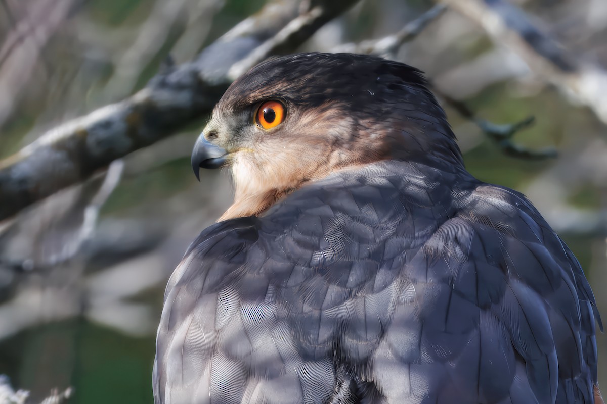 Cooper's Hawk - ML646315610