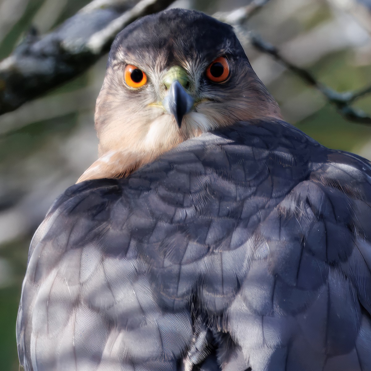 Cooper's Hawk - ML646315611