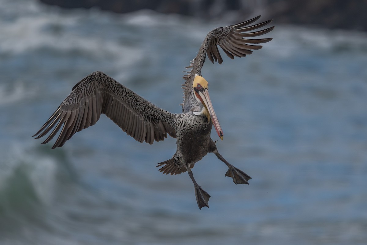 Brown Pelican - ML646315613