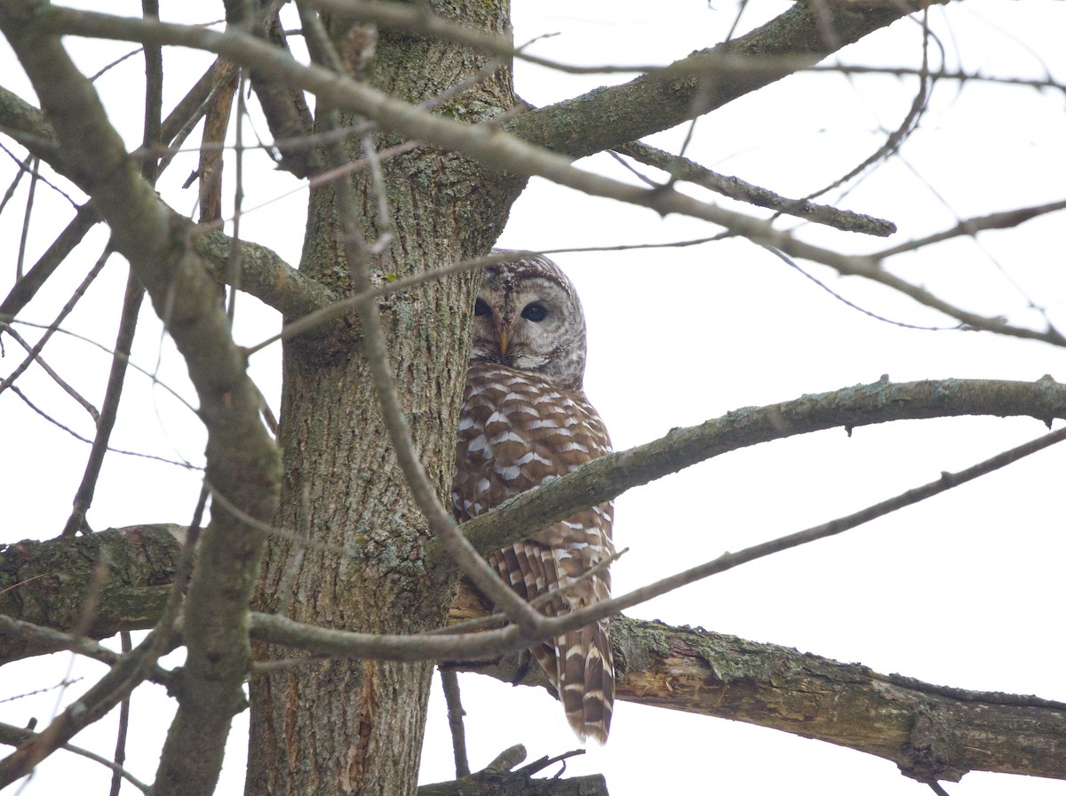 Barred Owl - ML646315614