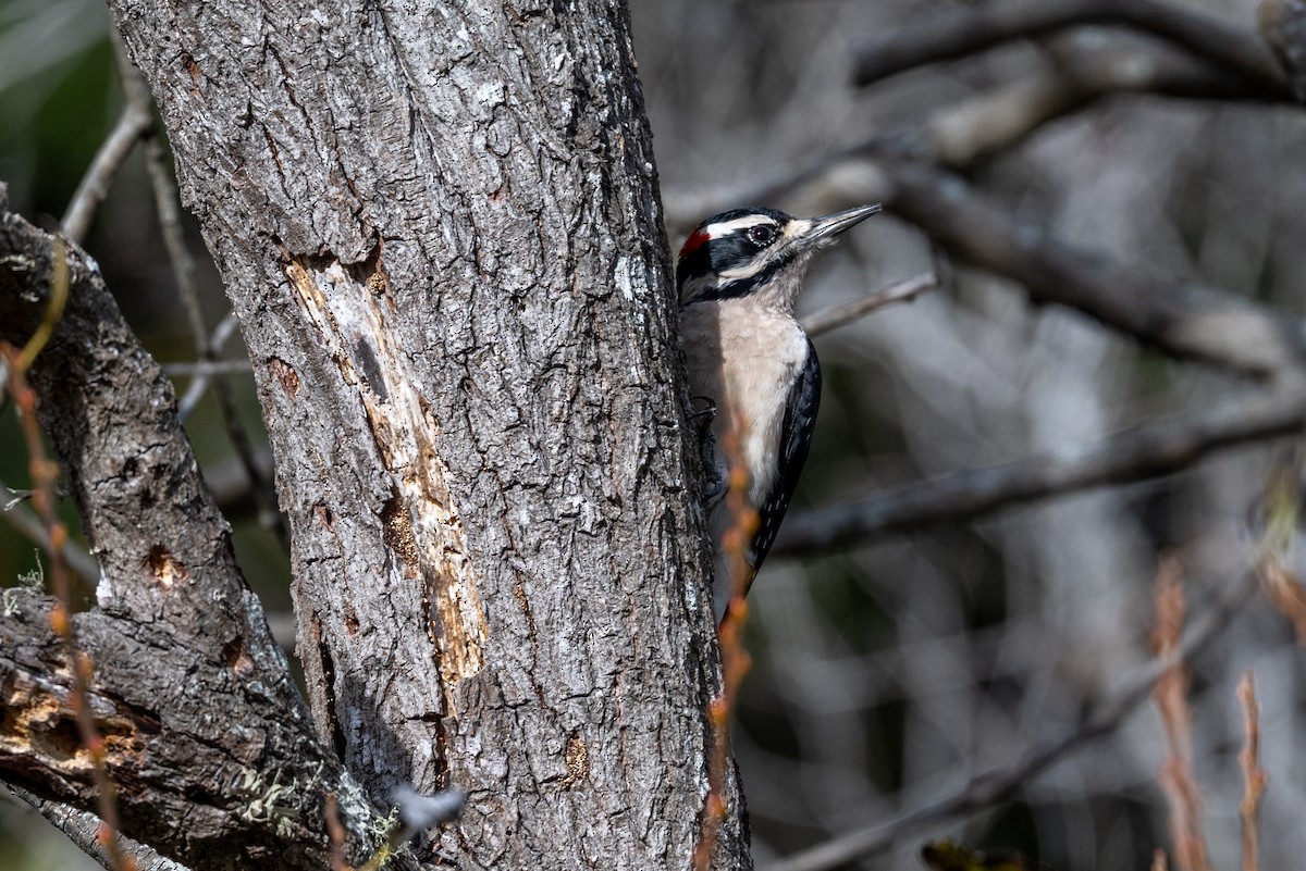 Hairy Woodpecker - ML646315618
