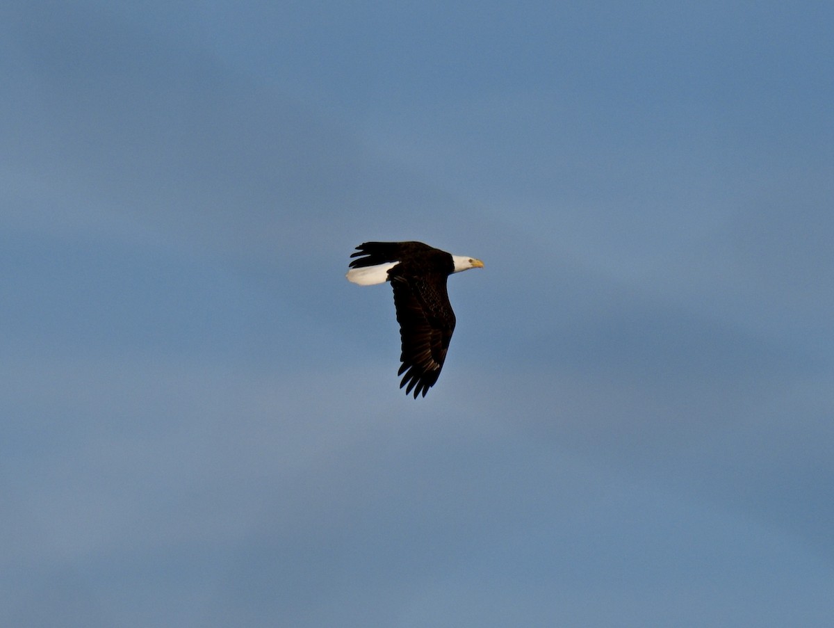 Pygargue à tête blanche - ML646315619