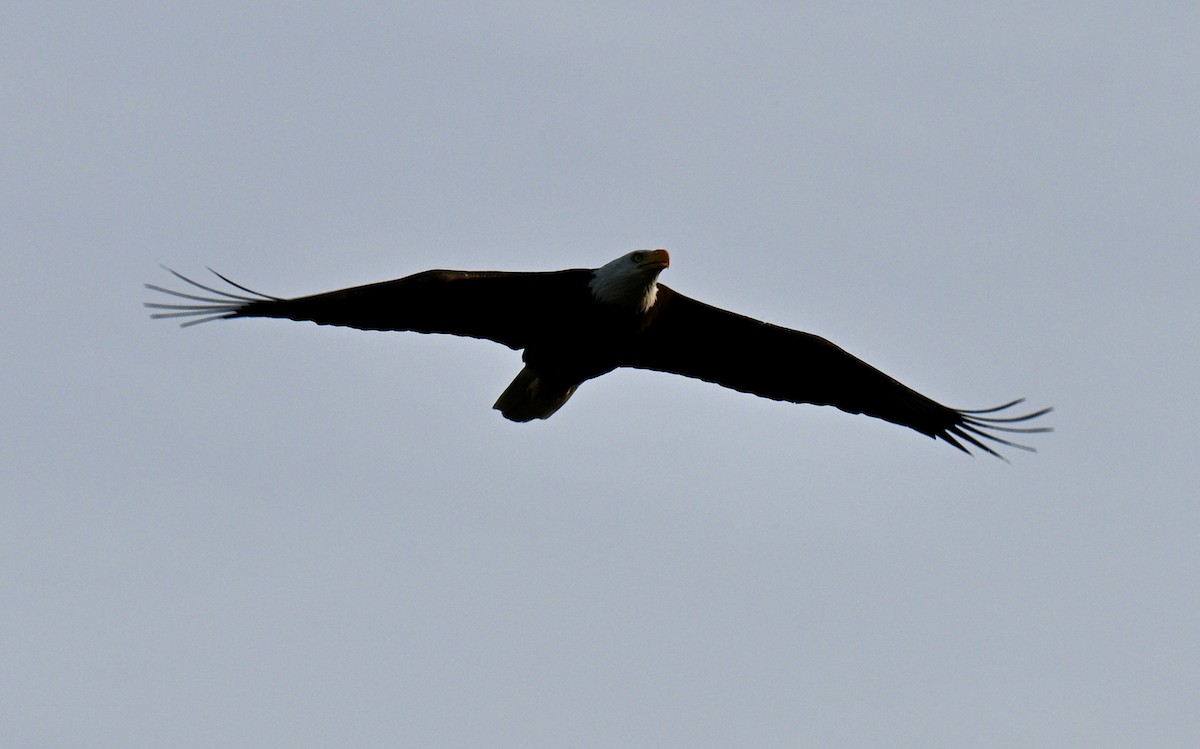 Pygargue à tête blanche - ML646315620