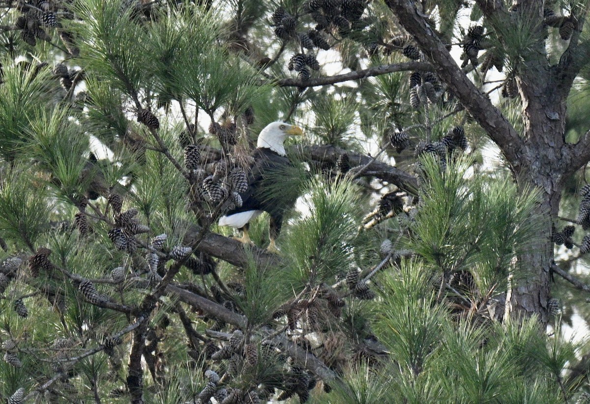 Pygargue à tête blanche - ML646315621