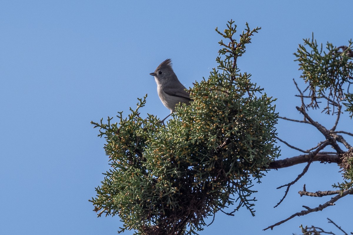 Herrerillo Unicolor - ML646315623