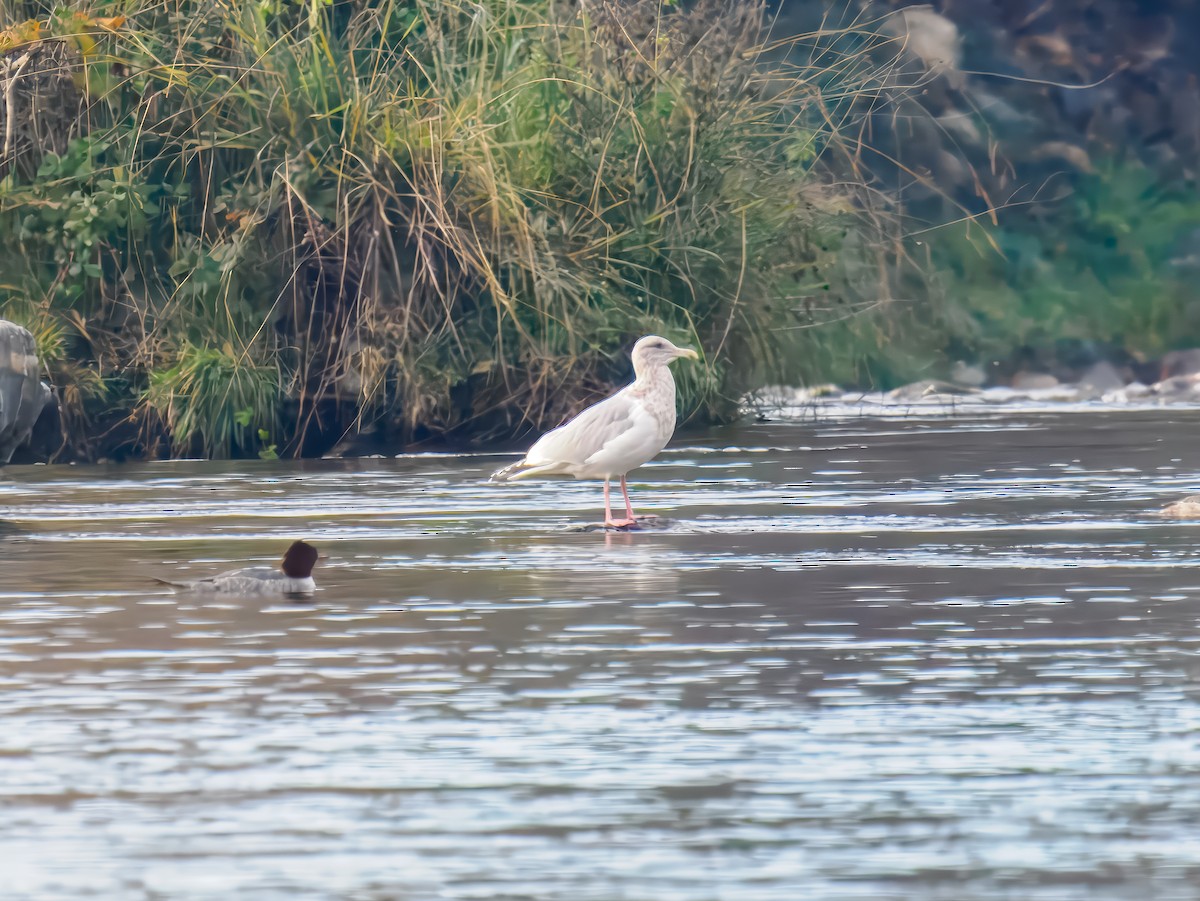 American Herring x Glaucous-winged Gull (hybrid) - ML646315624