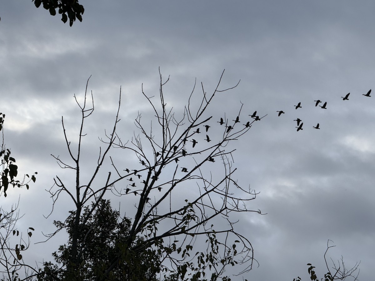 Canada Goose - ML646315625