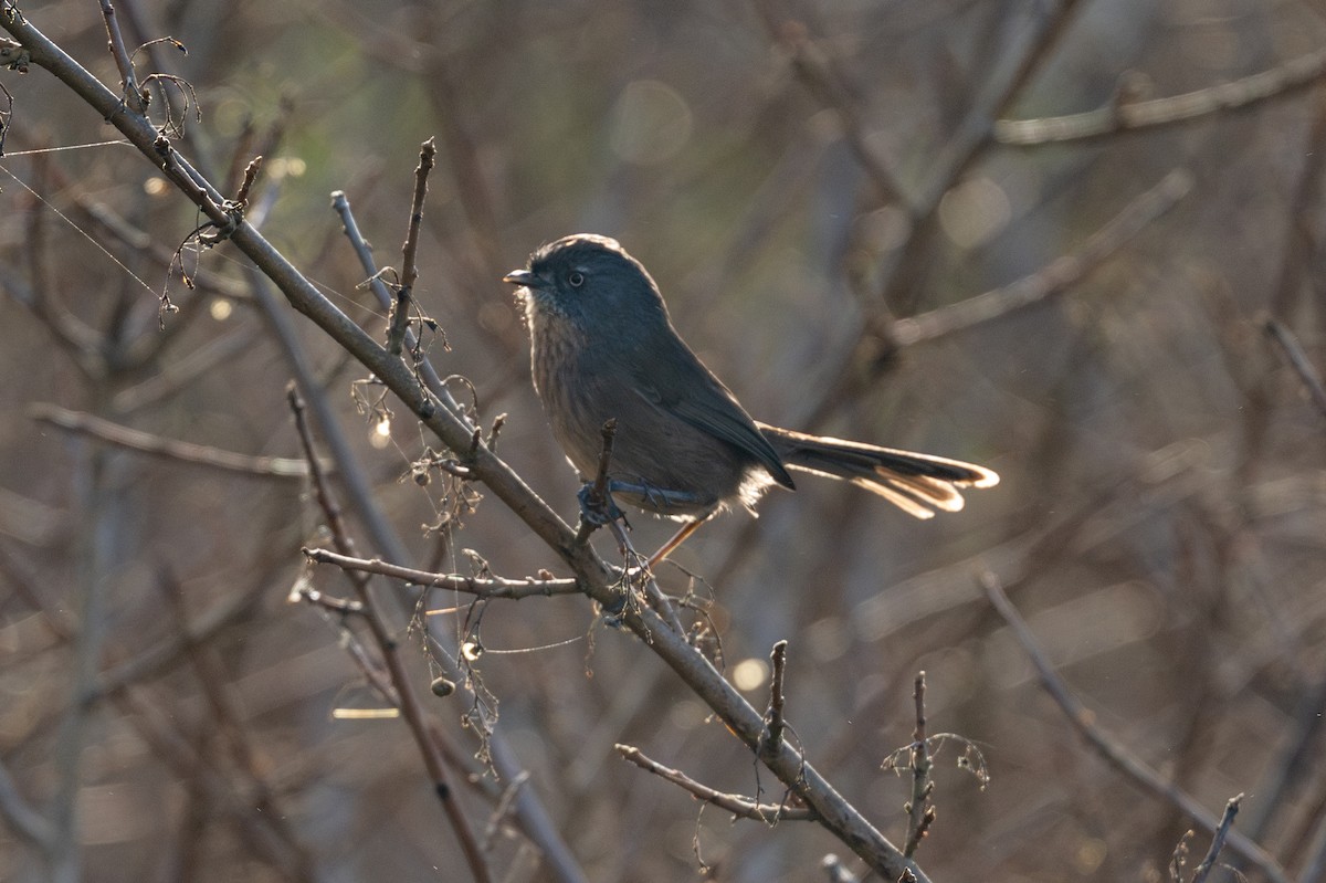 Wrentit - ML646315627
