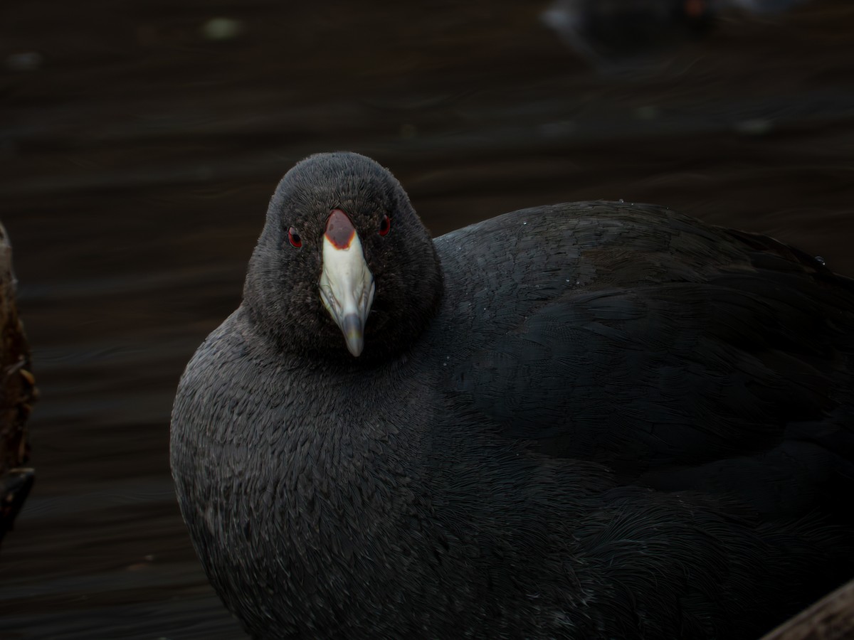 Лиска американська - ML646315628