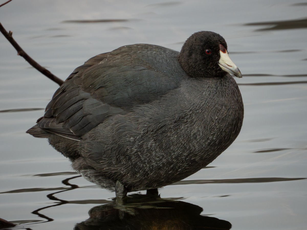 Лиска американська - ML646315629