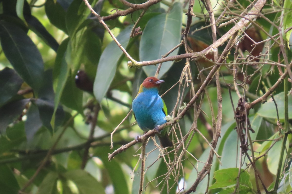 Tangara Cabecibaya - ML646315630