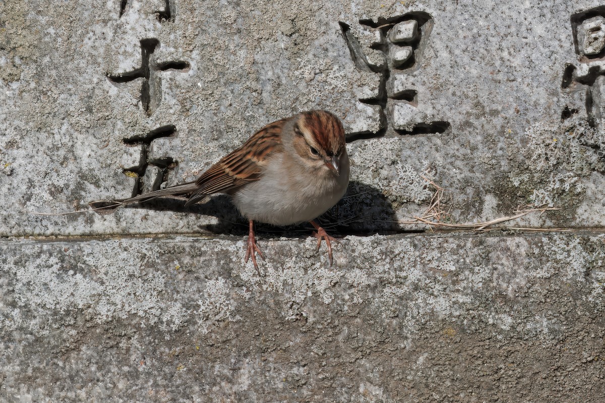 Chipping Sparrow - ML646315632