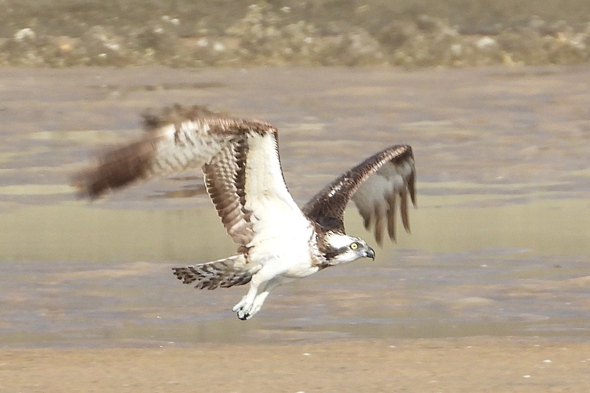 Скопа західна - ML646315634