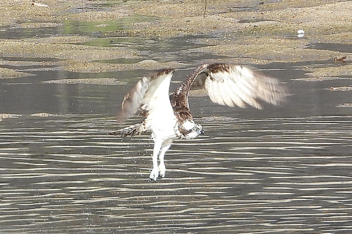 Скопа західна - ML646315635