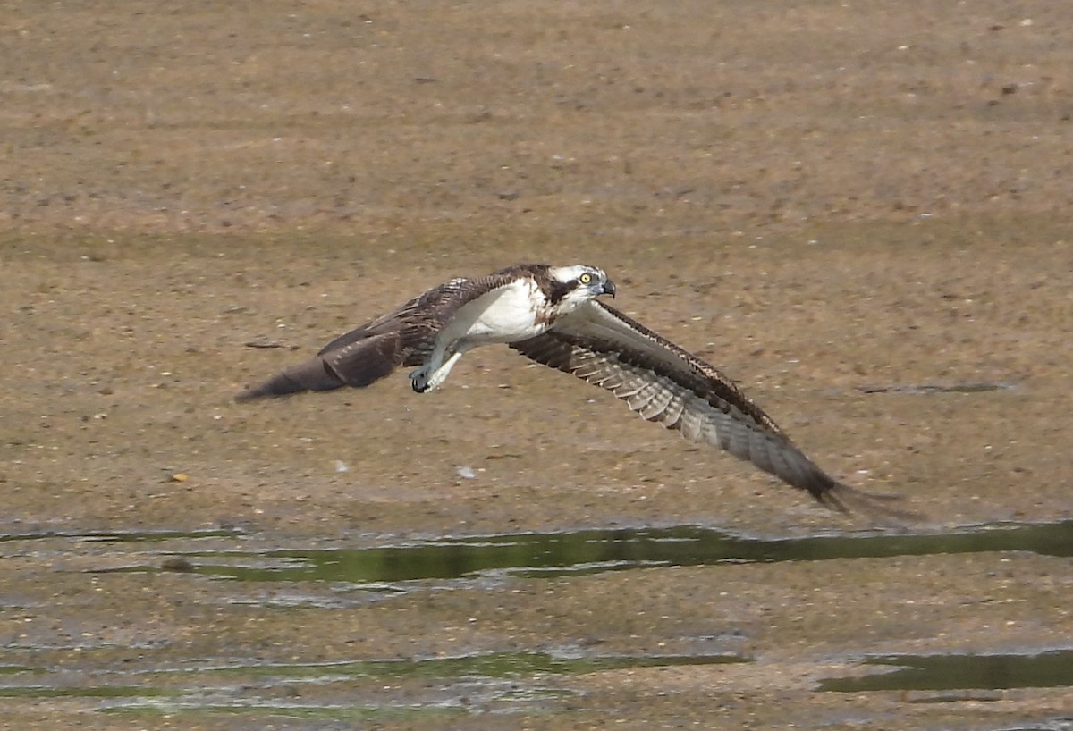 Скопа західна - ML646315636