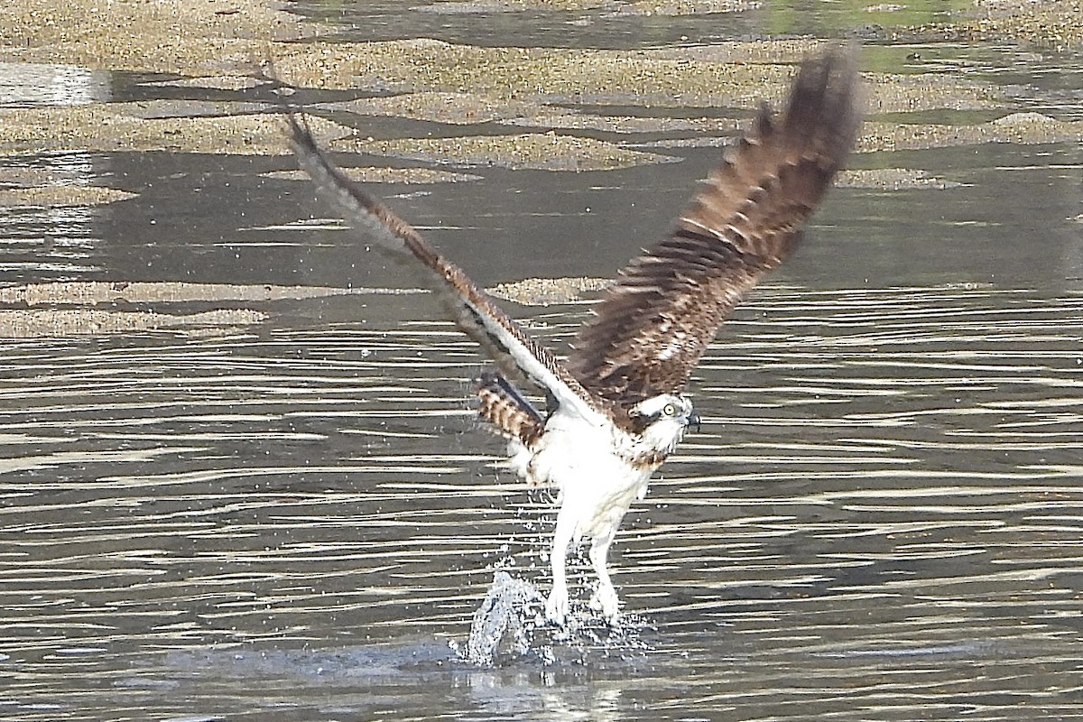 Скопа західна - ML646315637