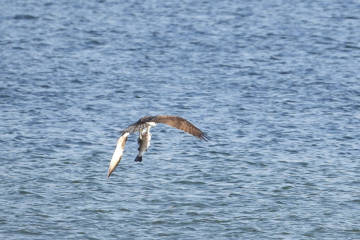 Скопа західна - ML646315638