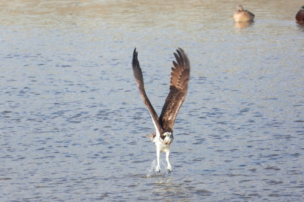 Скопа західна - ML646315639