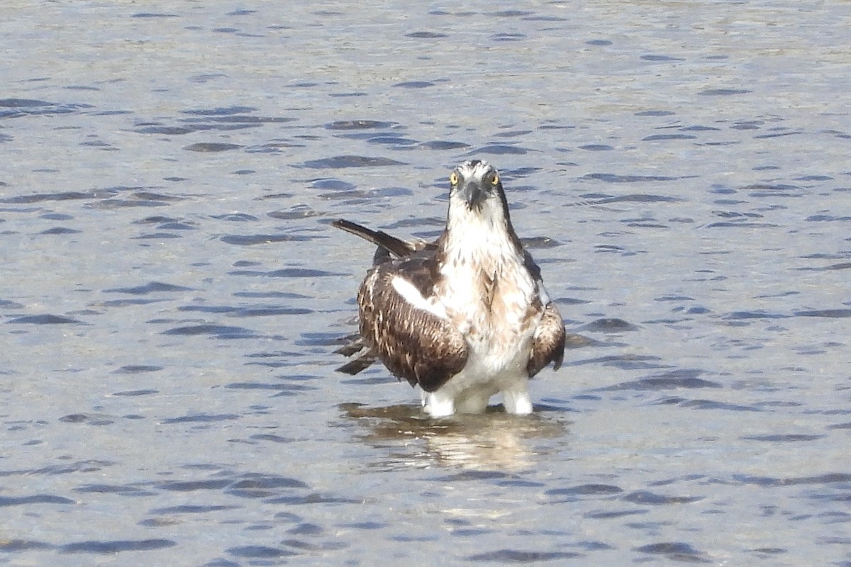 Скопа західна - ML646315640