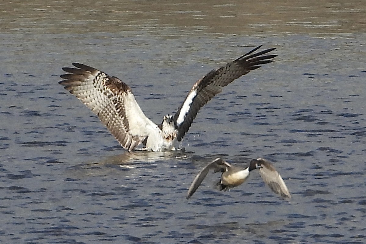 Скопа західна - ML646315641