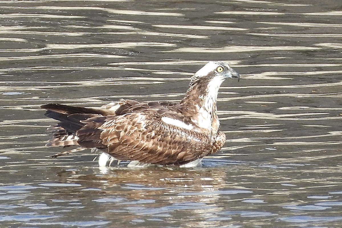 Скопа західна - ML646315642