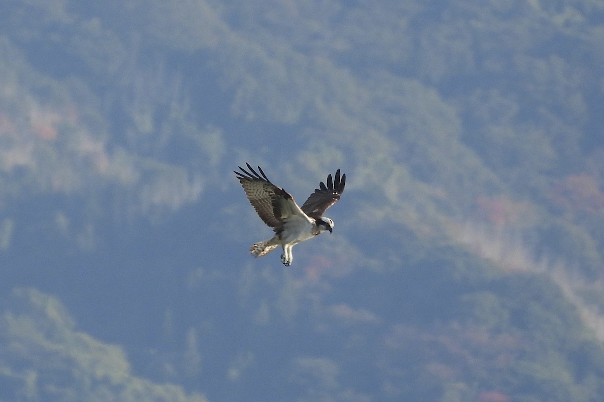 Скопа західна - ML646315643