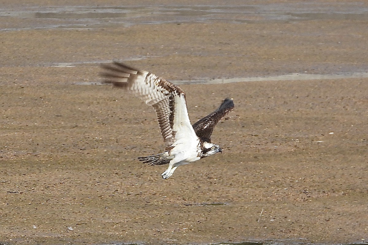 Скопа західна - ML646315644