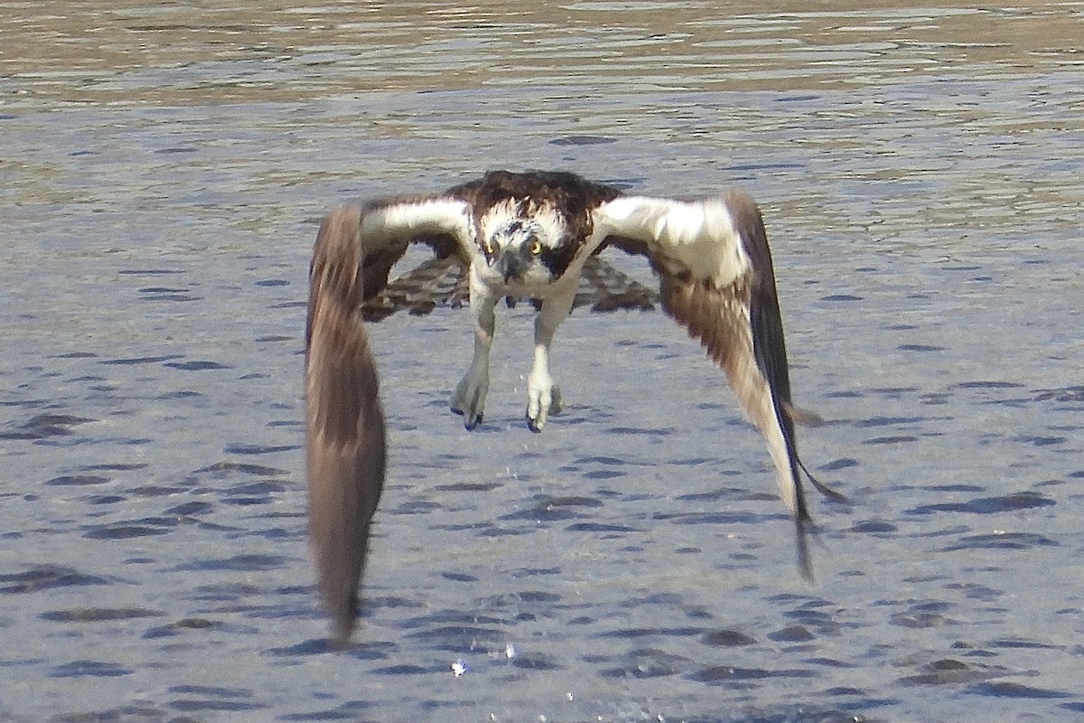 Скопа західна - ML646315645